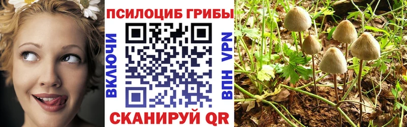 Купить где Кудрово Псилоцибиновые грибы Cubensis